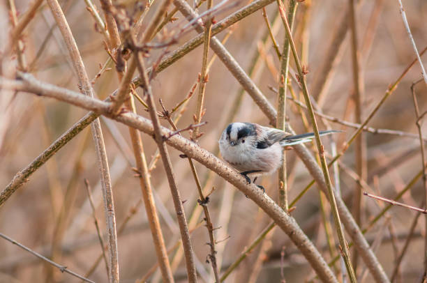 istock Long-tailed Tits Aegithalos caudatus in the wild 1344984418