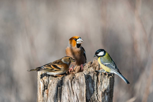 istock Songbirds on a feeder in winter in the forest 1344984527