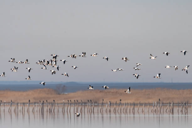 wiele dzikich gęsi latających pod niebem. tadorna zwyczajna - shelduck anseriformes duck goose zdjęcia i obrazy z banku zdjęć