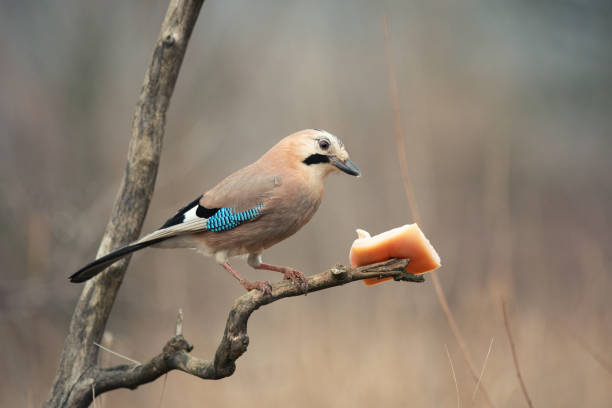 istock Eurasian jay Garrulus glandarius in the wild 1344984731