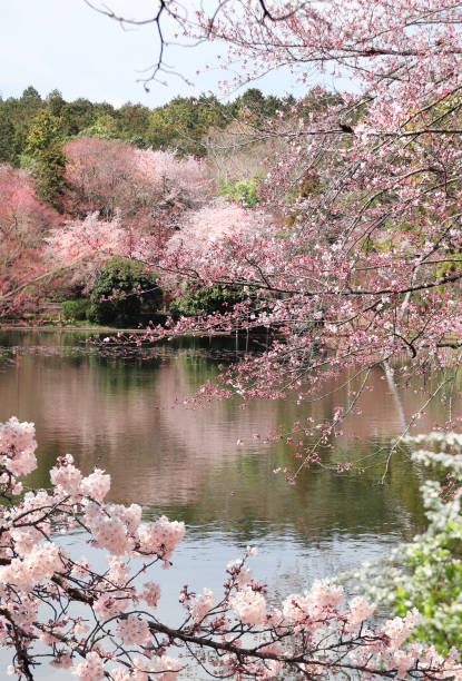 alberi di sakura in fiore nel complesso rokuon-ji, kyoto, giappone - kinkaku ji temple foto e immagini stock
