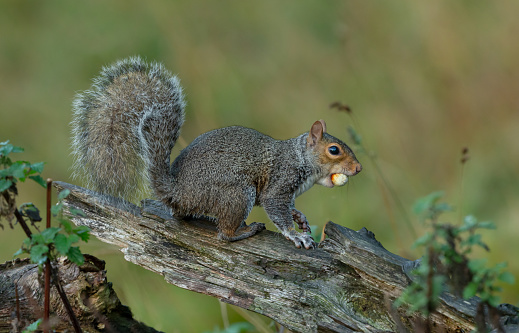 Grey Squirrel in Autumn collecting nuts.  Facing right on a fallen tree log, with a nut in his mouth.  Clean background.  Space for copy.  Scientific name: Sciurus carolinensis