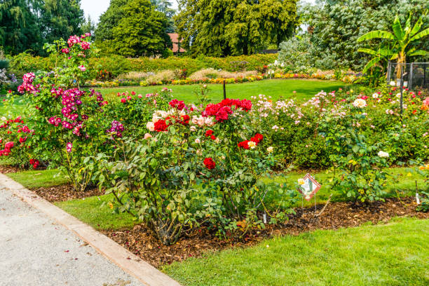 istock Rows Of Roses 3 1344987249