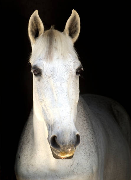 istock white and gray horse 1344987648