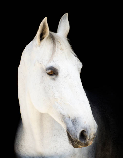 istock white and gray horse over black background 1344988196