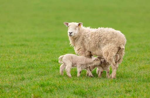 Newborn lamb in the grass