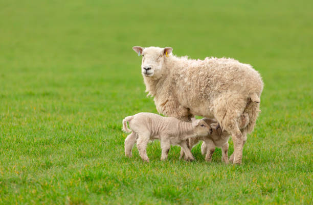 722 Sheep Lamb Young Animal Suckling Stock Photos, Pictures & Royalty-Free  Images - iStock