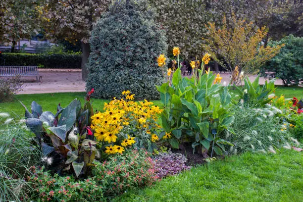 Amazing mixborder in Garden of plants in Paris in autumn. Fantastic tall perennials in the botanical garden in late October : yellow and white flowers and  footpath and branch
