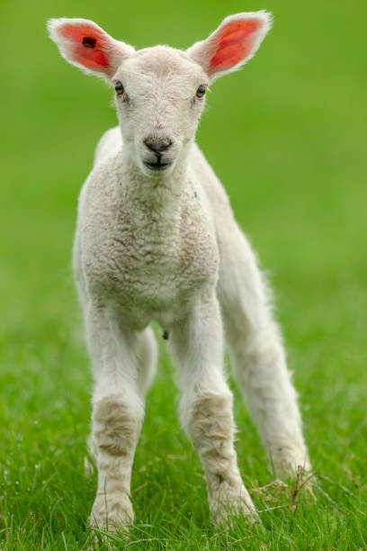 istock Close up portrait of a newborn lamb in Springtime, facing forward. 1344989770