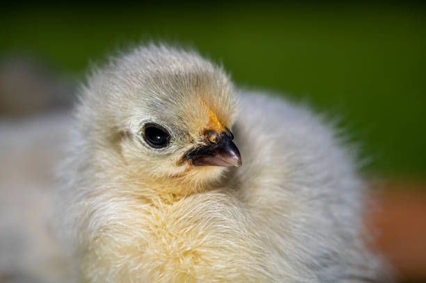 Two day old Lavender Pekin Bantam chickens