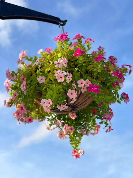 cesto di fiori lampione - hanging flower basket isolated foto e immagini stock