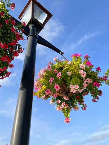 Close up view of hanging pot with wild flowers on the street lamp post with blue sky on the background
