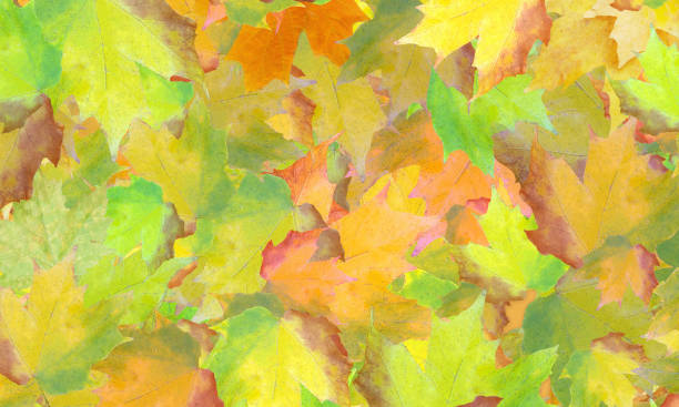 istock Fall Leaves in Autumn Leaf Colors 1344990857