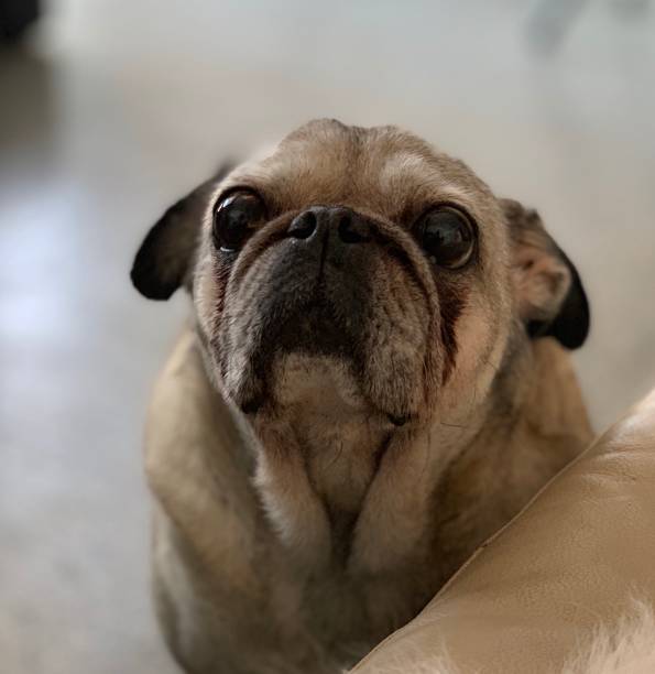 Happy pug wants to be picked up