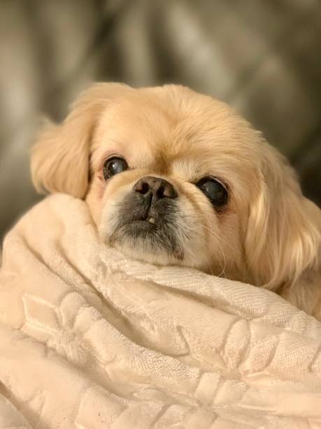 Princess snuggles her blanket