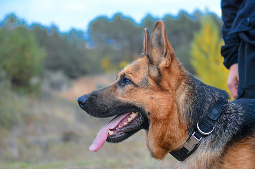 German Shepherd portrait, close-up, side view. A service dog. A police dog.