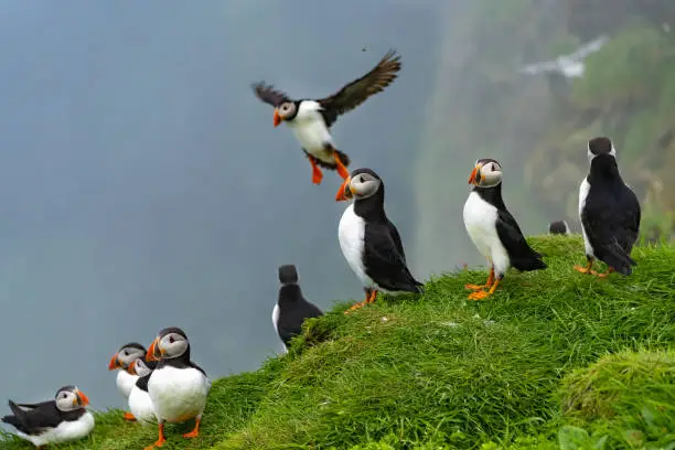 Photo of Stunning shots of Atlantic puffins in flight landing on and taking off from  the cliffs of the Mykines Island, Faroe Islands