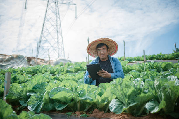 landwirt, der auf dem bauernhof mit digitalem tablet arbeitet - technology farm cameron highlands agriculture stock-fotos und bilder