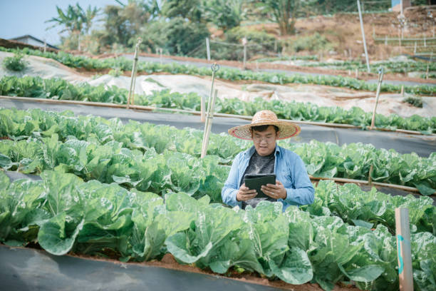 landwirt mit digitalem tablet auf dem bauernhof - technology farm cameron highlands agriculture stock-fotos und bilder