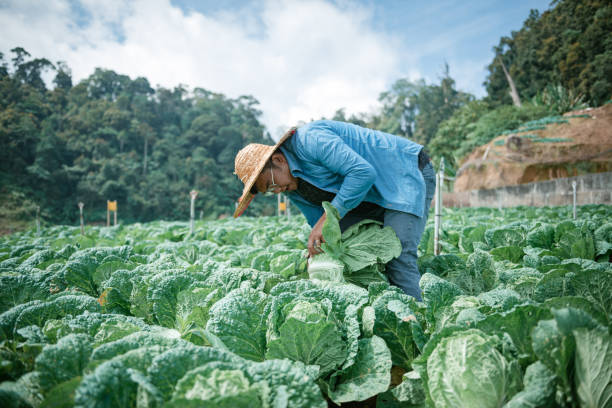 agricoltore che lavora in un'azienda ortofrutticola - technology farm cameron highlands agriculture foto e immagini stock