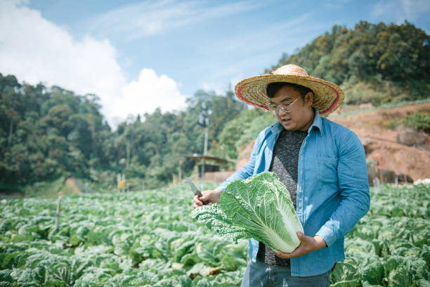 contadino che lavora e fattoria di cavoli - technology farm cameron highlands agriculture foto e immagini stock