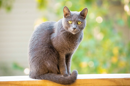 Adorable Russian Blue breed cat on the balcony outdoors portrait in summer