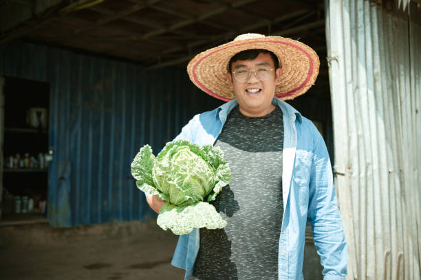 fazenda de agricultores e repolhos - technology farm cameron highlands agriculture - fotografias e filmes do acervo