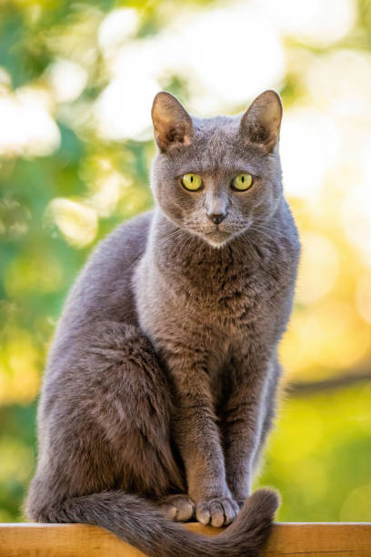 istock Adorable Russian Blue breed cat on the balcony outdoors portrait 1344992498