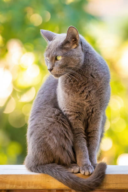 istock Adorable Russian Blue breed cat on the balcony outdoors portrait 1344992501