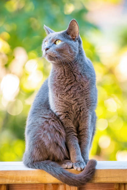 istock Adorable Russian Blue breed cat on the balcony outdoors portrait 1344992502