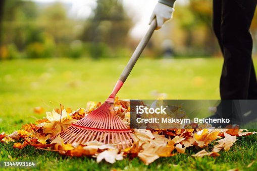 istock Rake with fallen leaves in the park. Janitor cleans leaves in autumn. 1344993564