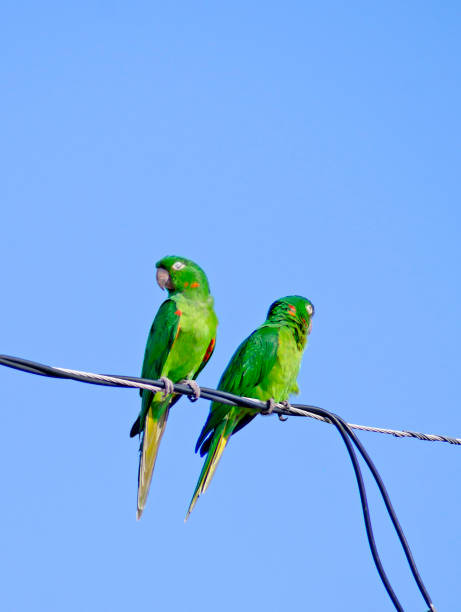 istock couple of parrots on electric 1344993590