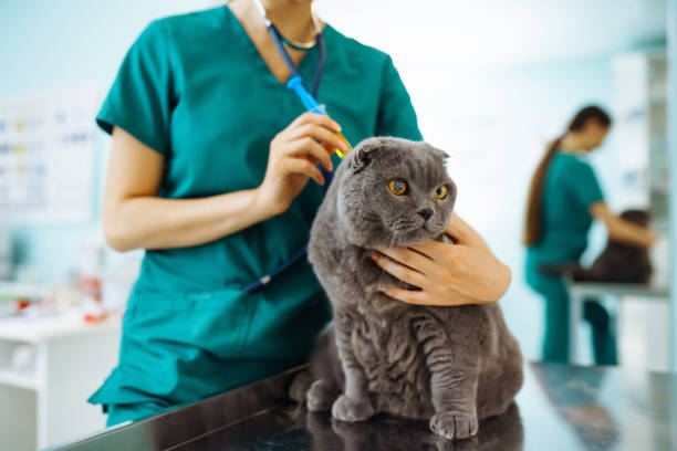 istock Veterinarian examines a cat in a veterinary clinic. 1344993903