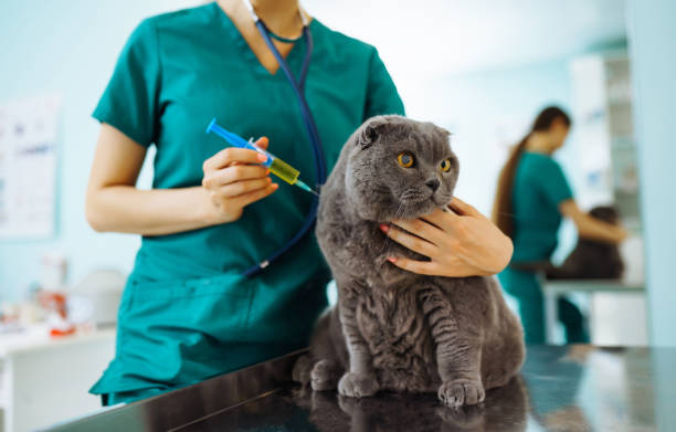 istock Veterinarian examines a cat in a veterinary clinic. 1344993908