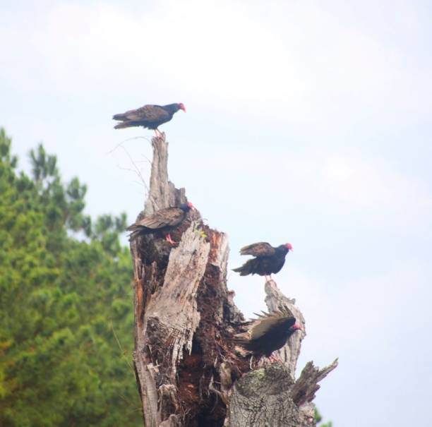 A group of vultures briefly perched before a day of scavenging