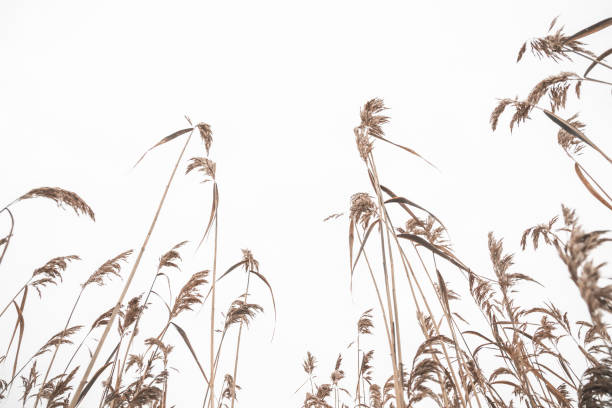 istock Dry reed cowered with snow 1344995382