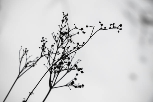istock Dry flowers silhouette over blurred snowdrift 1344995389