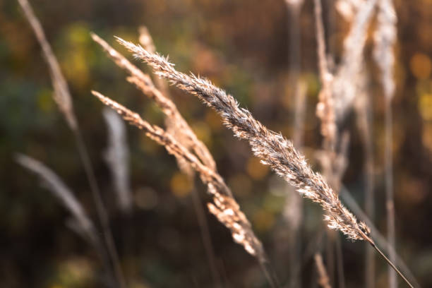 istock Dry grass in a sunlight, macro photo 1344995407
