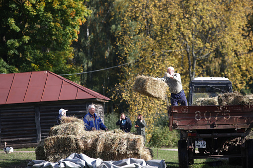 Strong old caucasian man with white hair throwing square hay pack out from tractor trailer in order to unloading - Tula, Russia, 09 29 2021