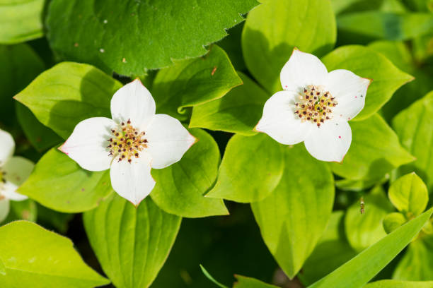 istock Bunchberry Dogwood in Bloom 1344996149