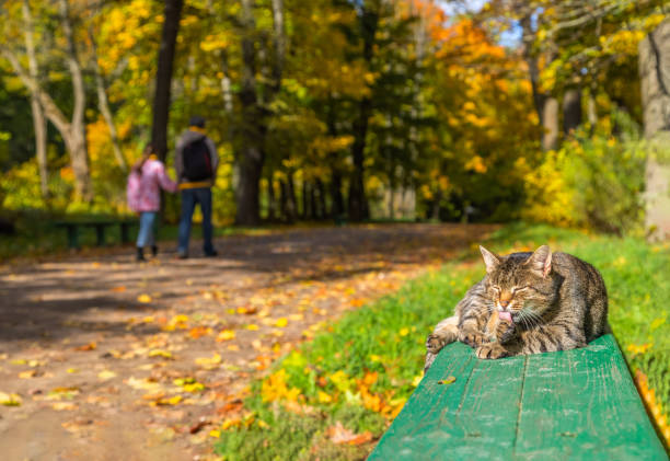 cat on a green bench licking its paw while man with his daughter passing by in blurred daylight autumnal public park