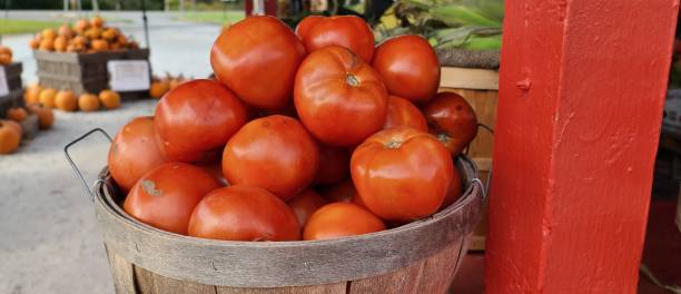 Tomato Bushel stock photo