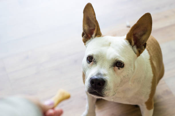 istock Dog receiving a treat 1344996406