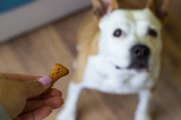 istock Dog receiving a treat 1344996407