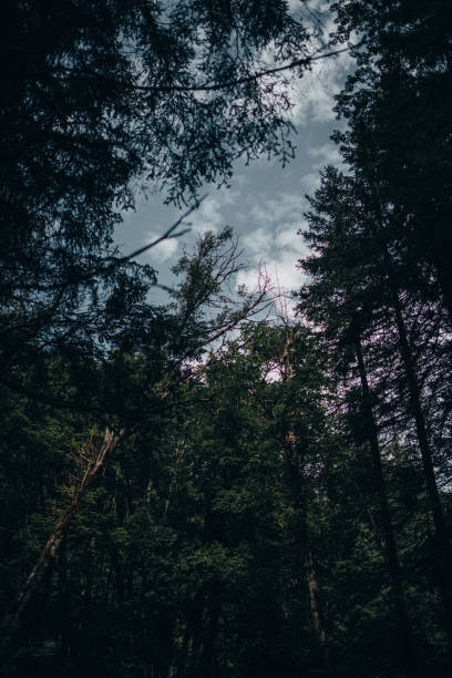 istock The top of the forest 1344997662
