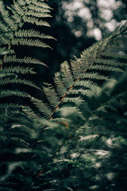 istock Other fougere in the forest 1344998531