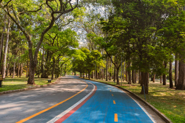 ブラジル・サンパウロのイビラプエラ公園。緑の風景の中に青い自転車道と歩道を持つ曲線 - park forest landscape tree ストックフォトと画像