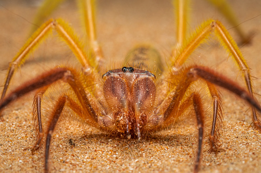 Araneus angulatus Spider eating on his web.