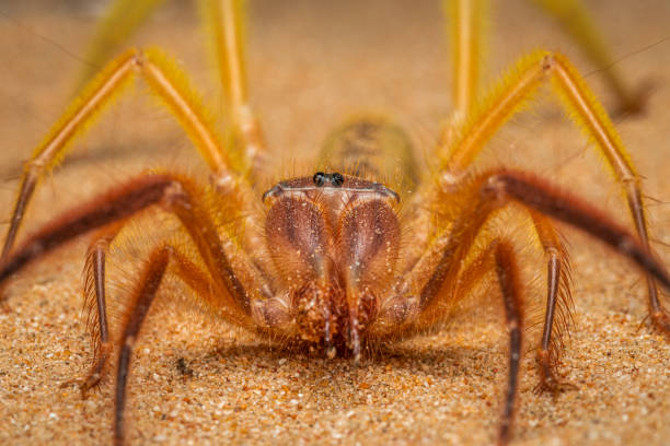 camel spider - cor camel imagens e fotografias de stock