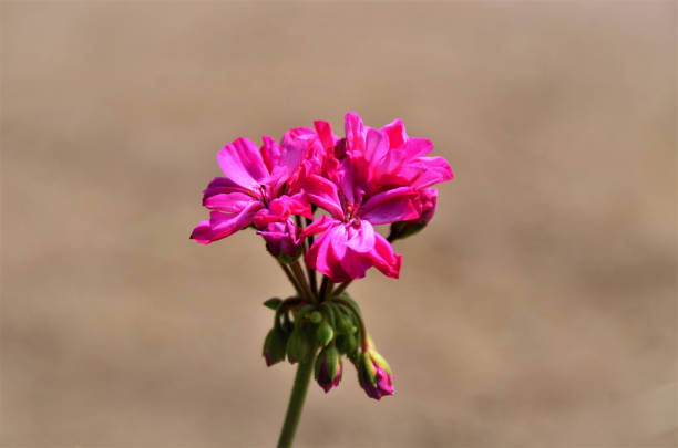 istock Pelargonium's beautiful pink flower 1345000713